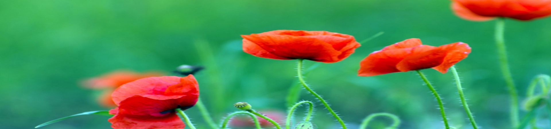 poppies